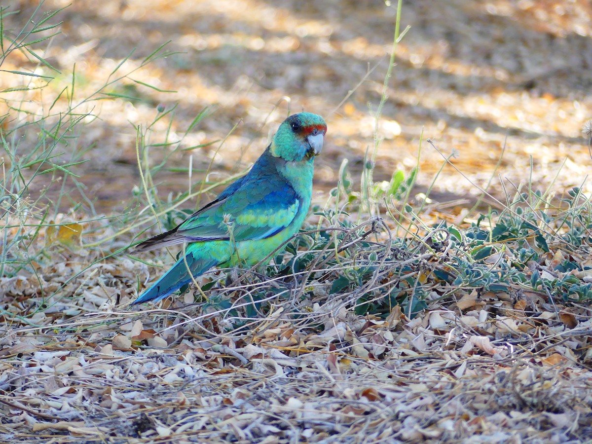 Australian Ringneck - ML621092137