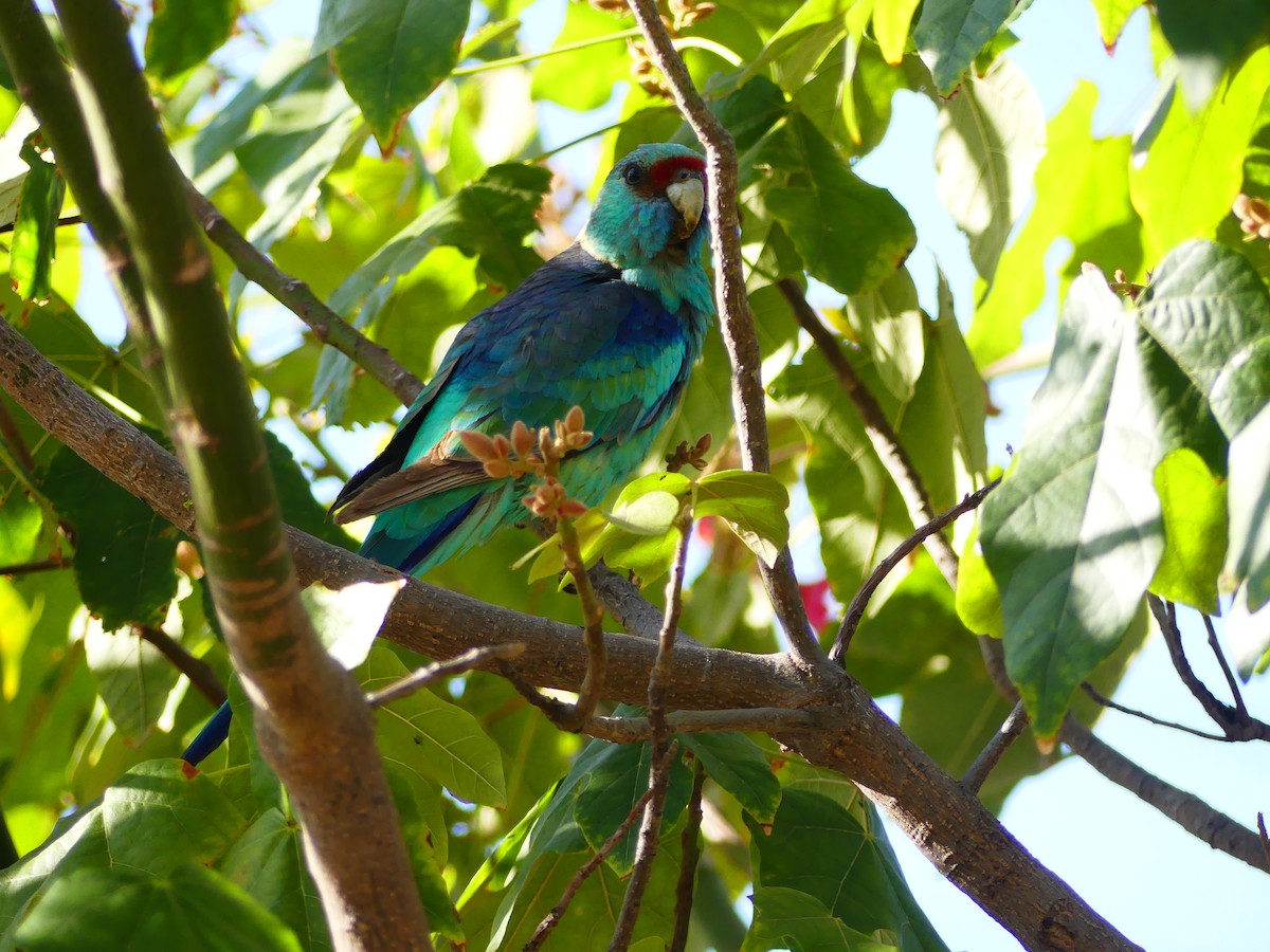 Australian Ringneck - Hugh Price