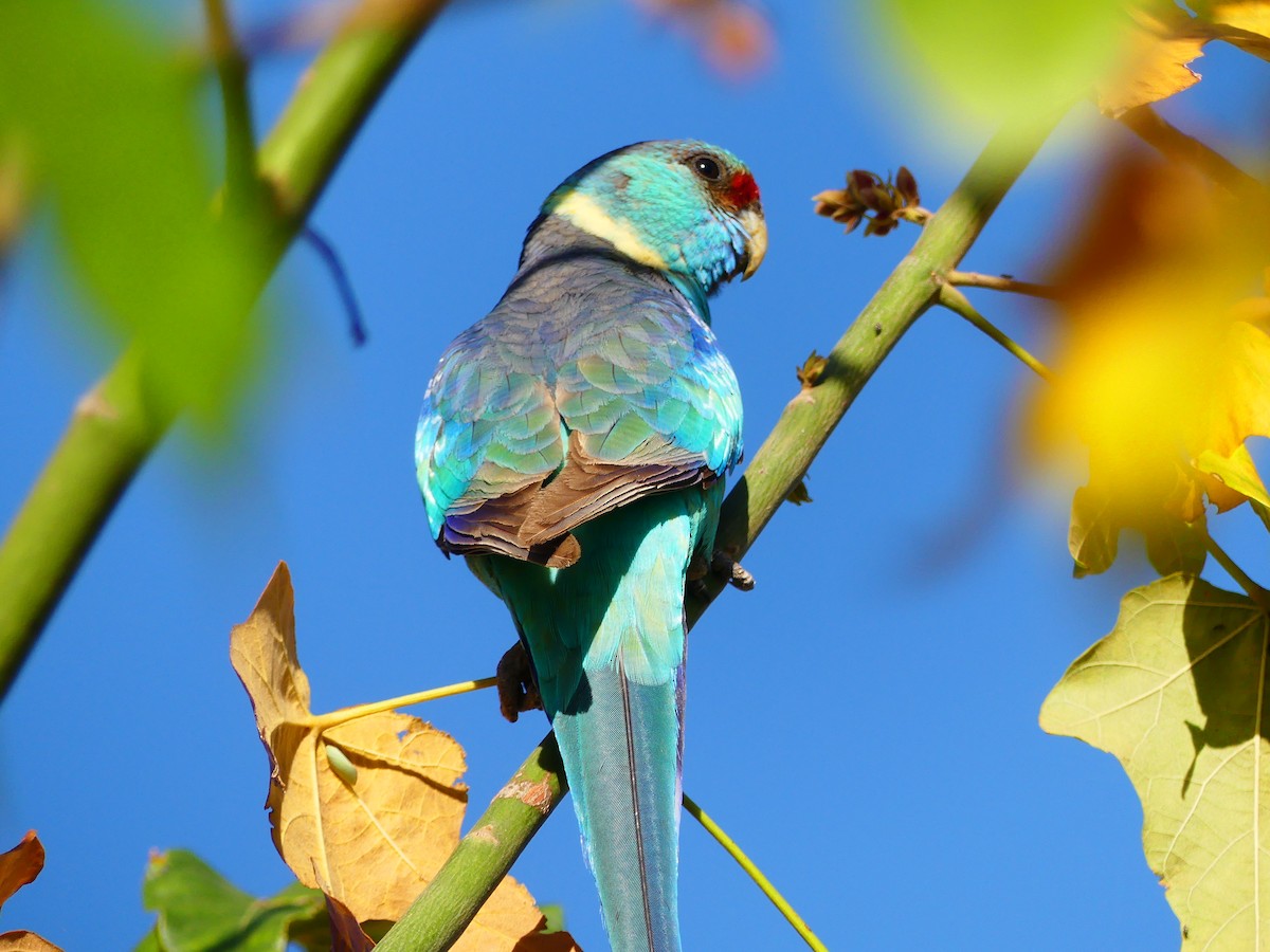 Australian Ringneck - ML621092140