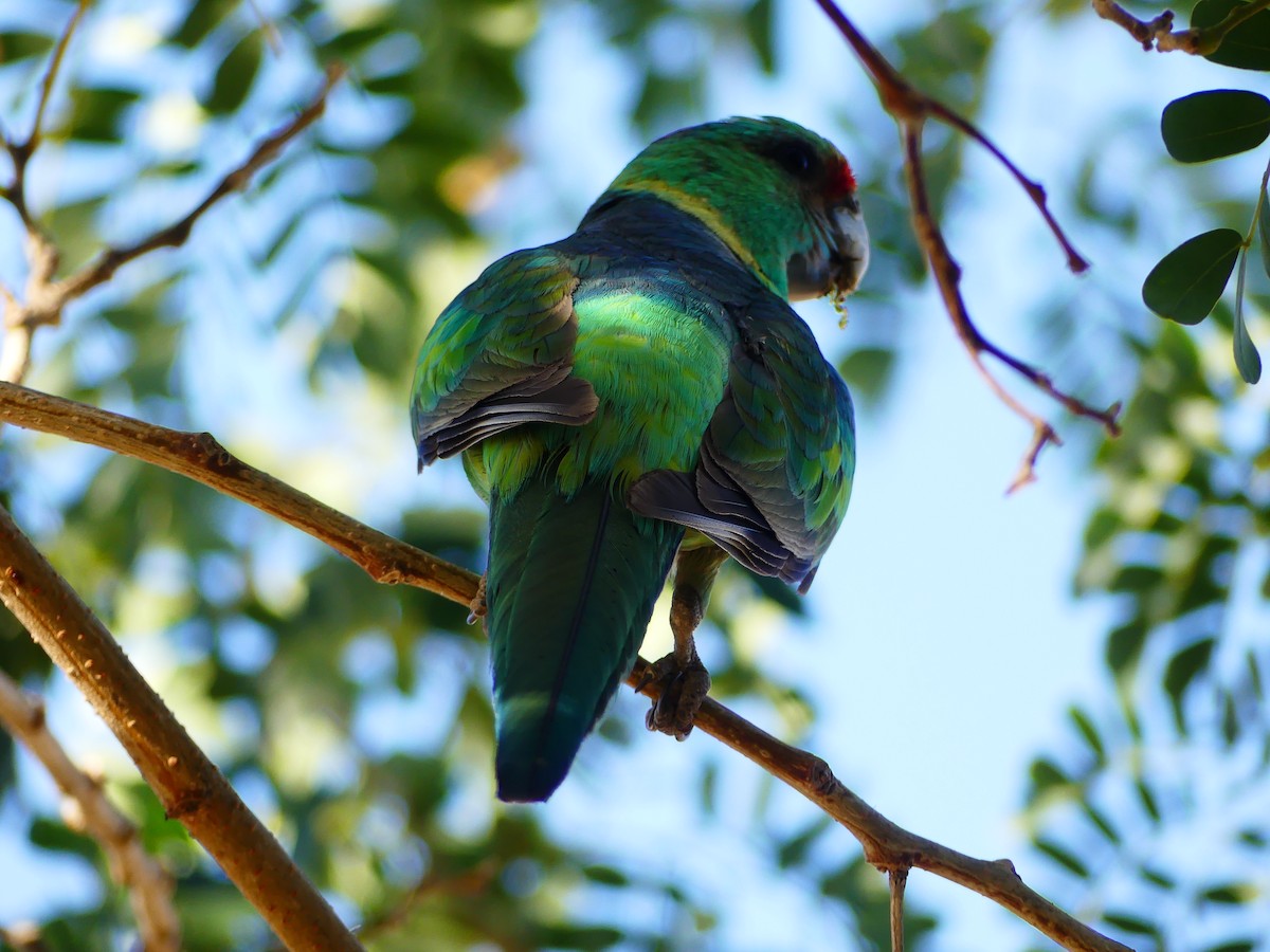 Perico de Port Lincoln - ML621092141