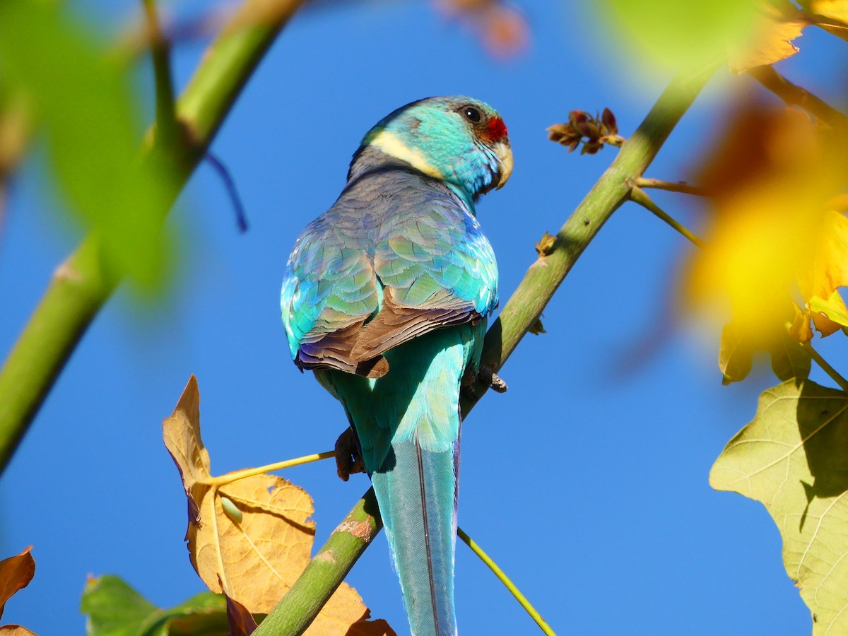 Australian Ringneck - ML621092142