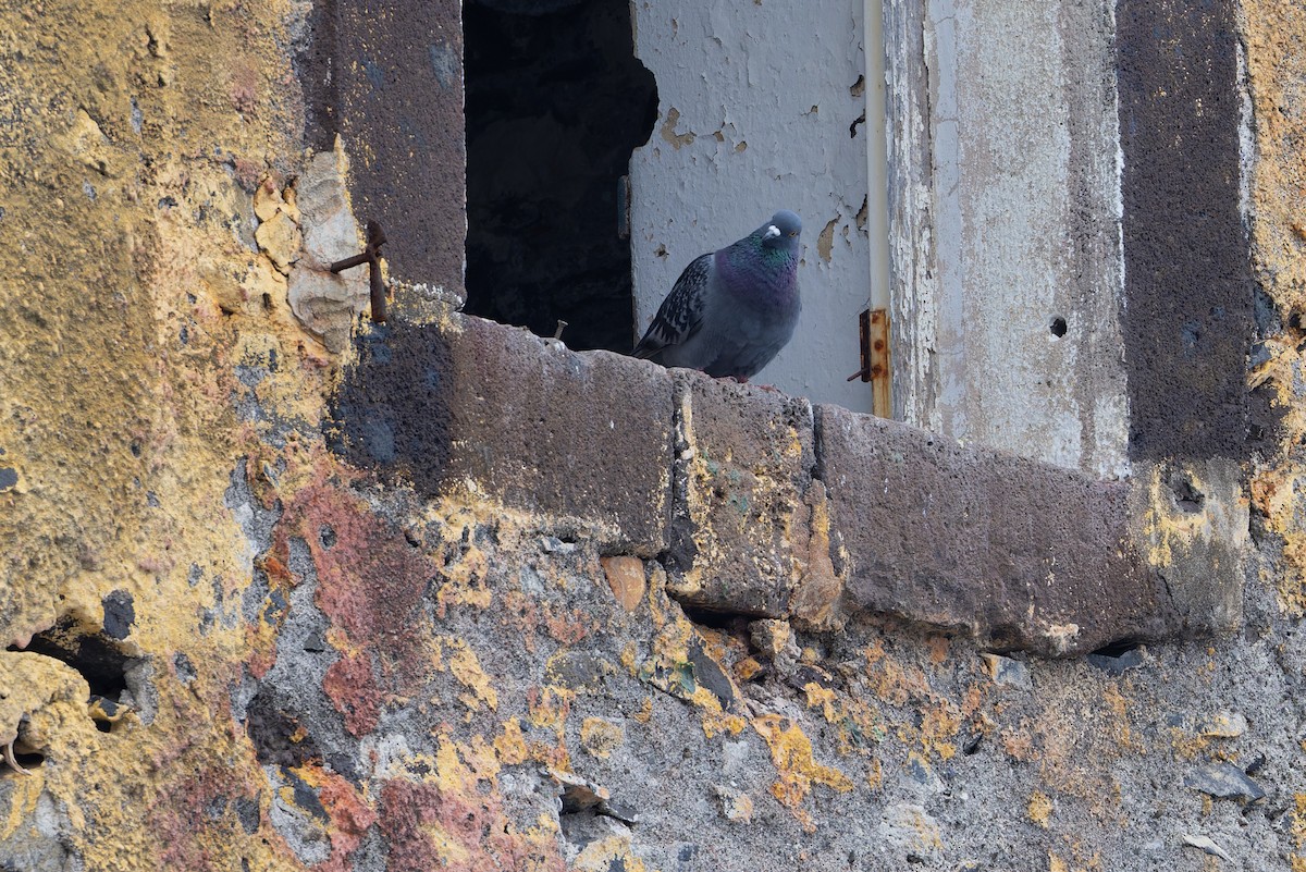Rock Pigeon (Feral Pigeon) - ML621092143