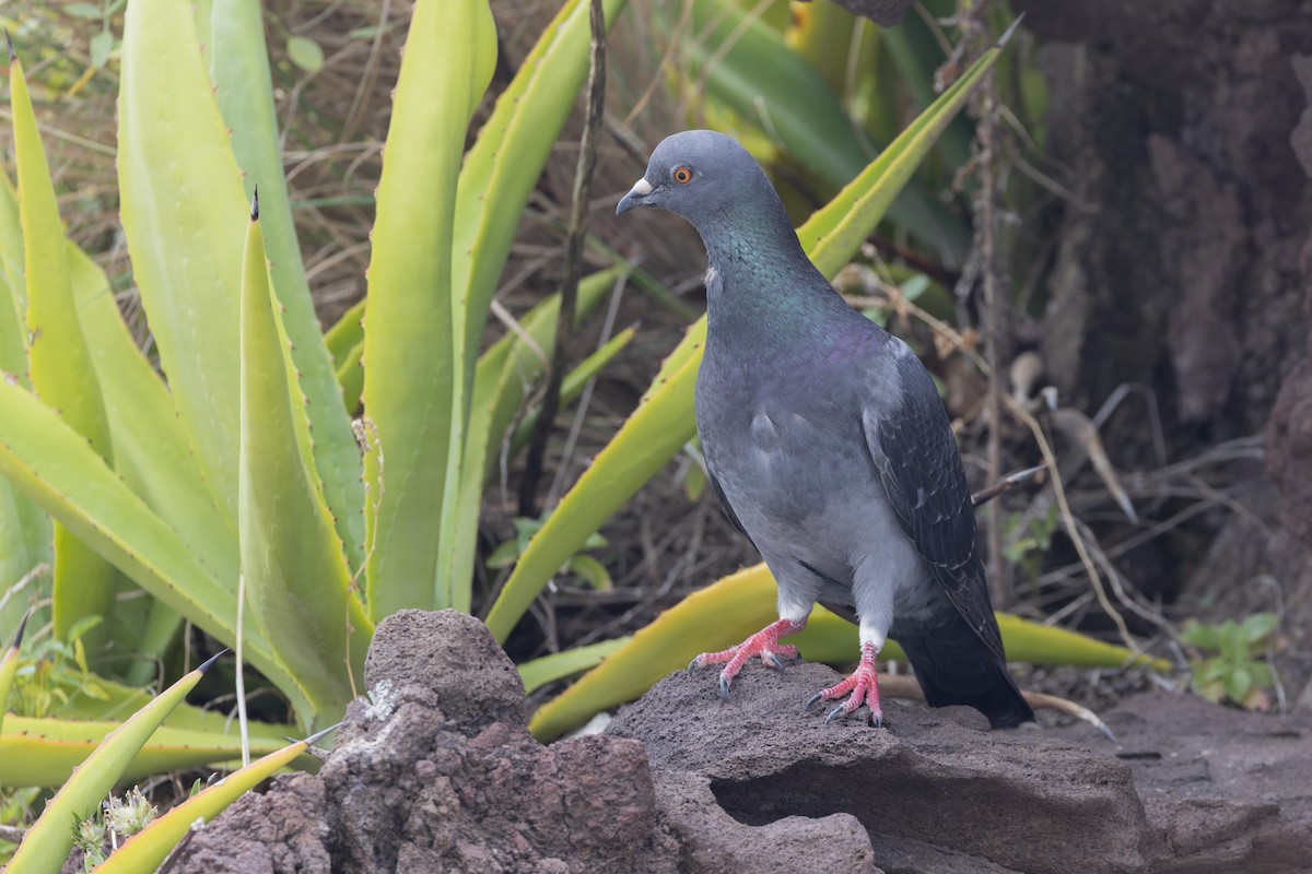 Rock Pigeon (Feral Pigeon) - ML621092144