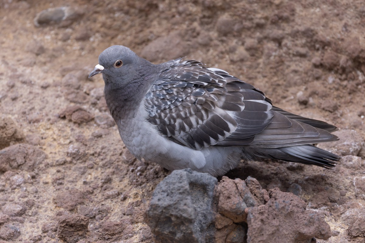 Rock Pigeon (Feral Pigeon) - ML621092145