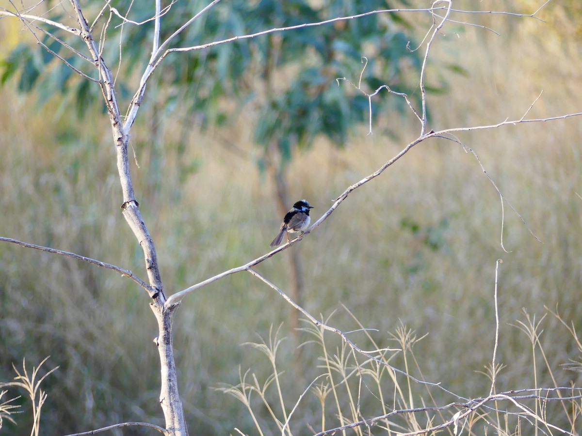 Superb Fairywren - ML621092147