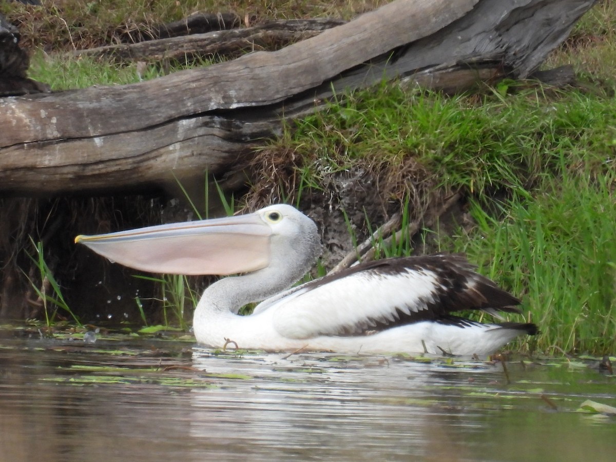 pelikán australský - ML621092180