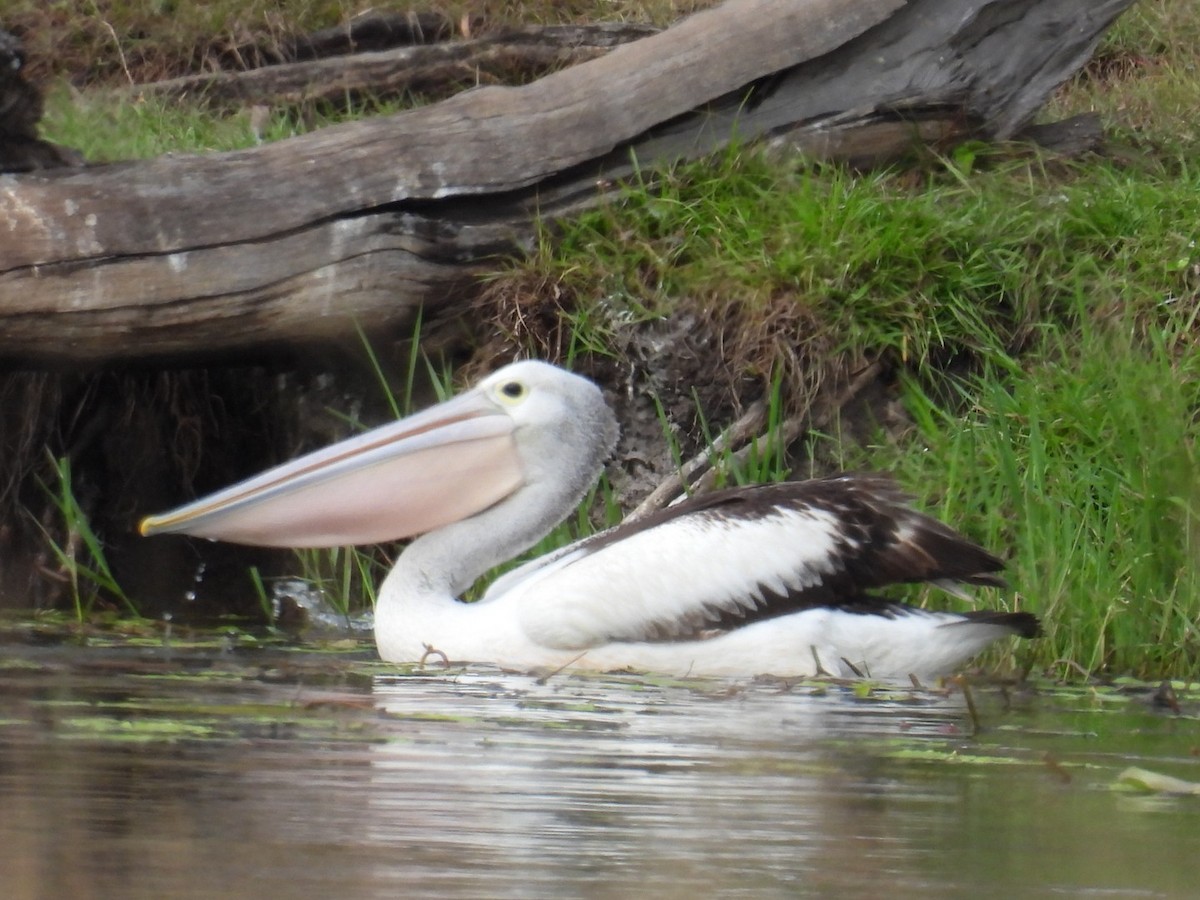 pelikán australský - ML621092183