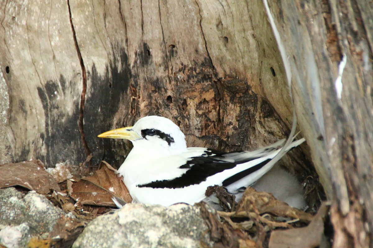 White-tailed Tropicbird - ML621092205