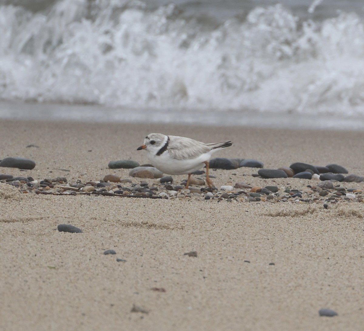 Piping Plover - ML621092230
