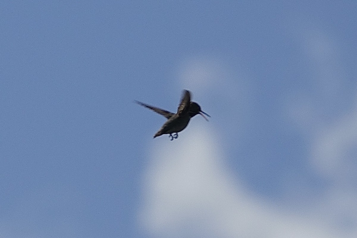 Broad-tailed Hummingbird - ML621092266