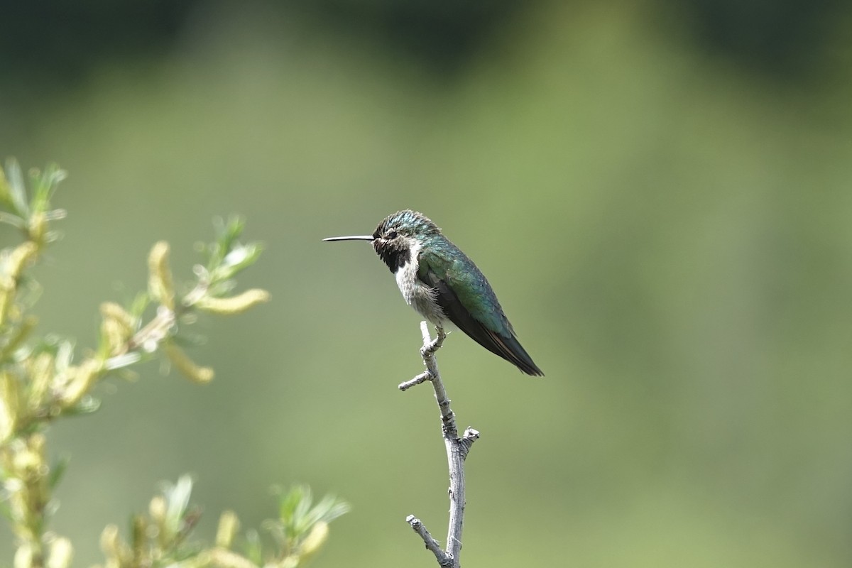 Broad-tailed Hummingbird - AC Verbeek