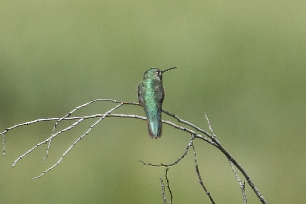 Broad-tailed Hummingbird - ML621092268