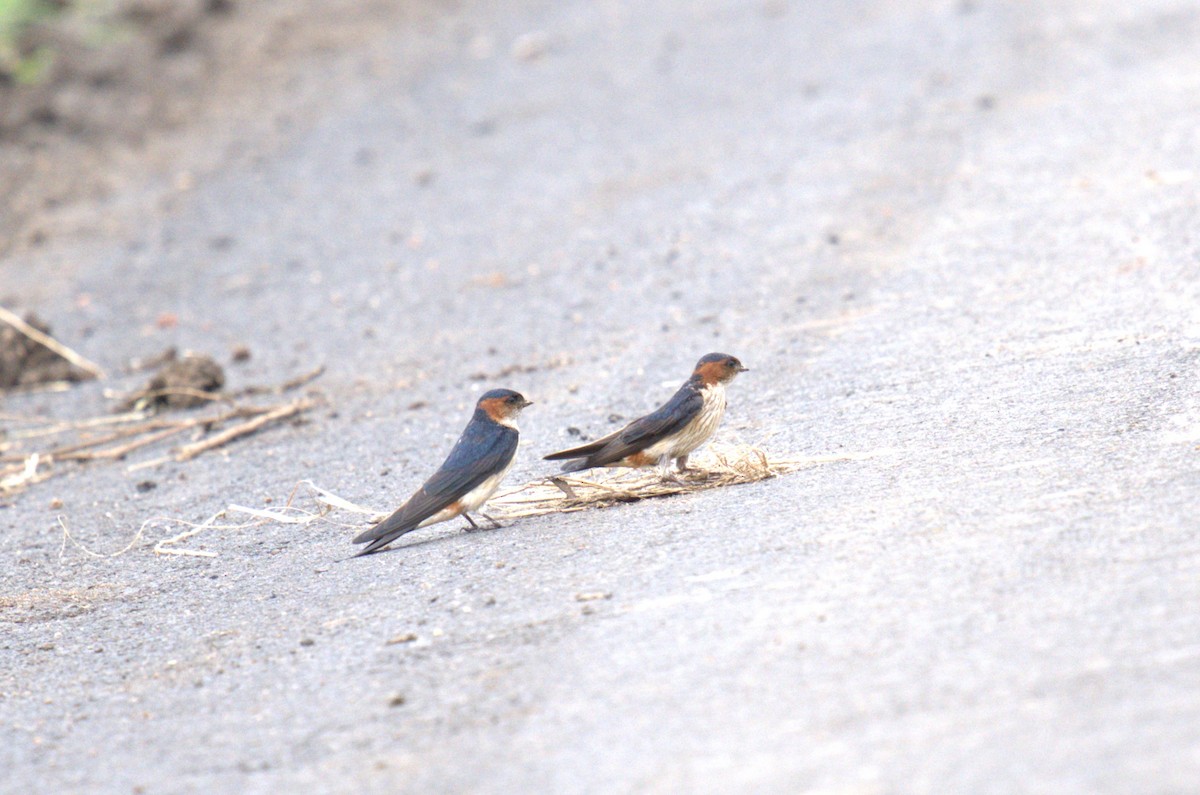 Red-rumped Swallow - ML621092272