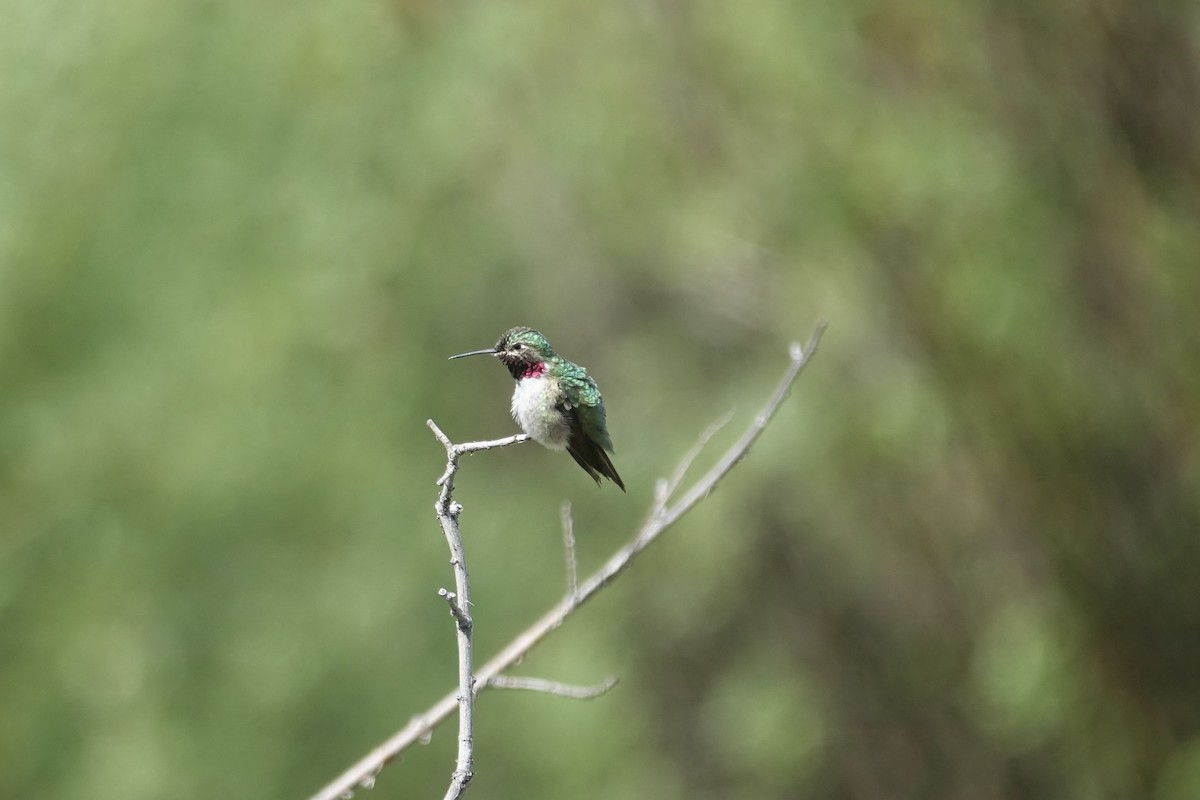 Broad-tailed Hummingbird - ML621092277