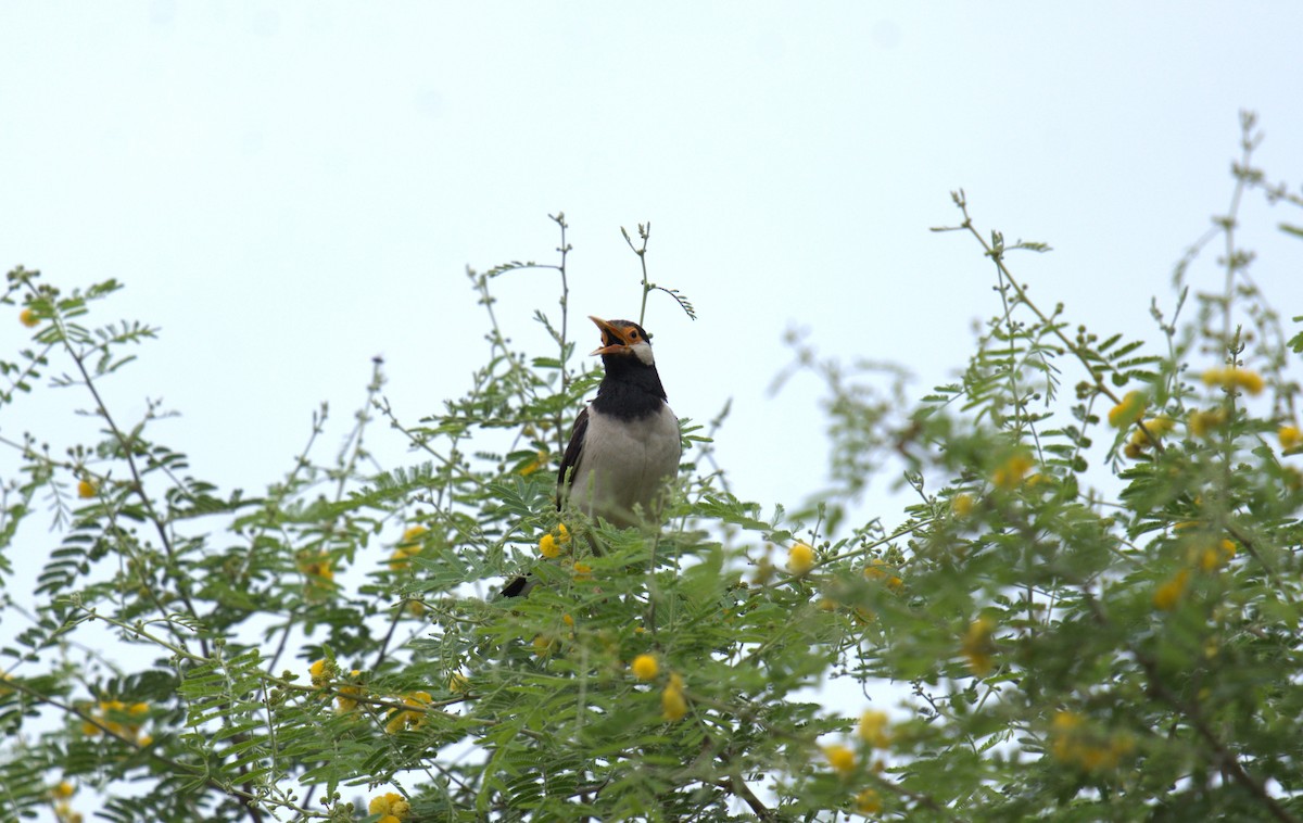 Indian Pied Starling - ML621092280