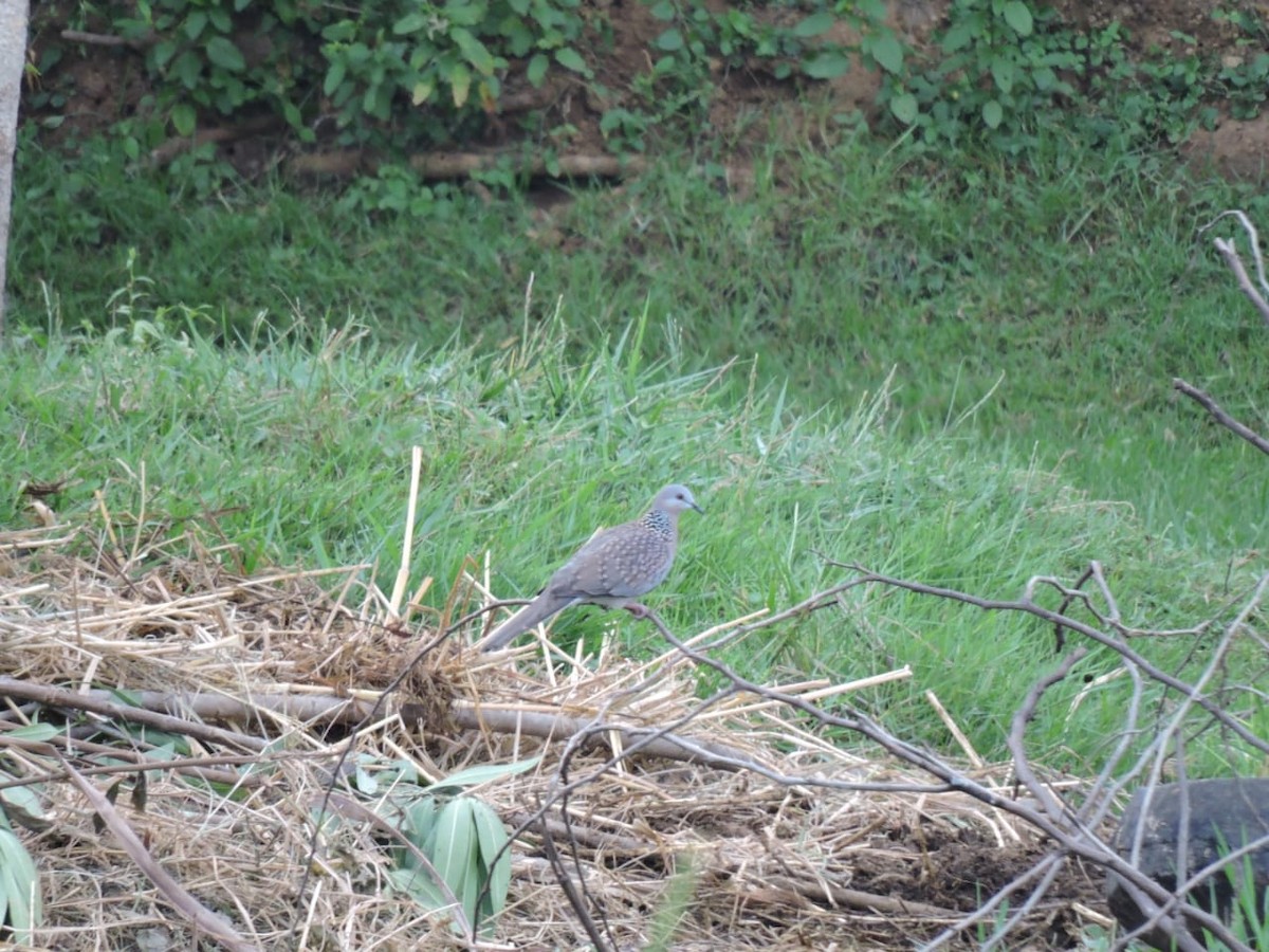 Spotted Dove - ML621092295