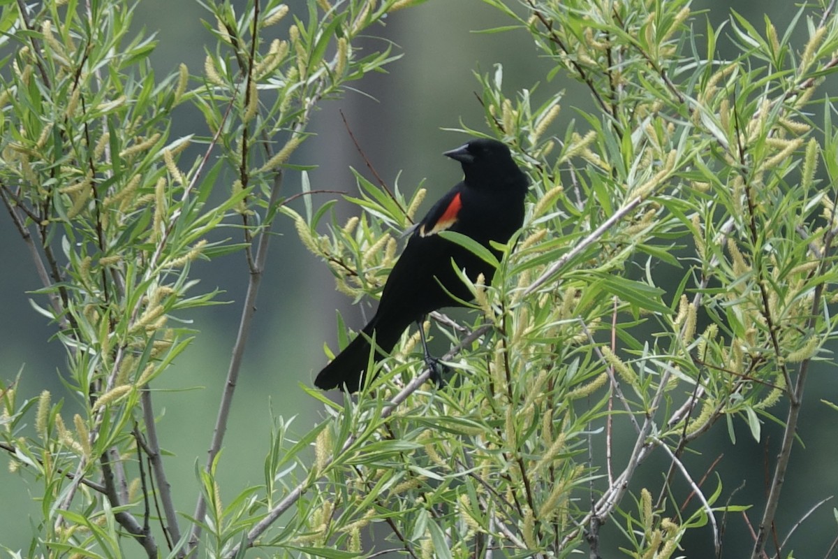 Red-winged Blackbird - ML621092325