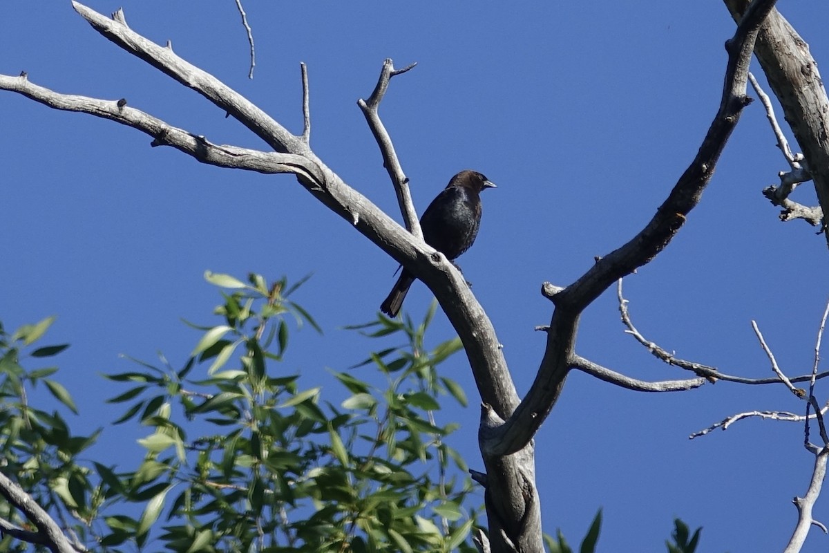 Brown-headed Cowbird - ML621092329