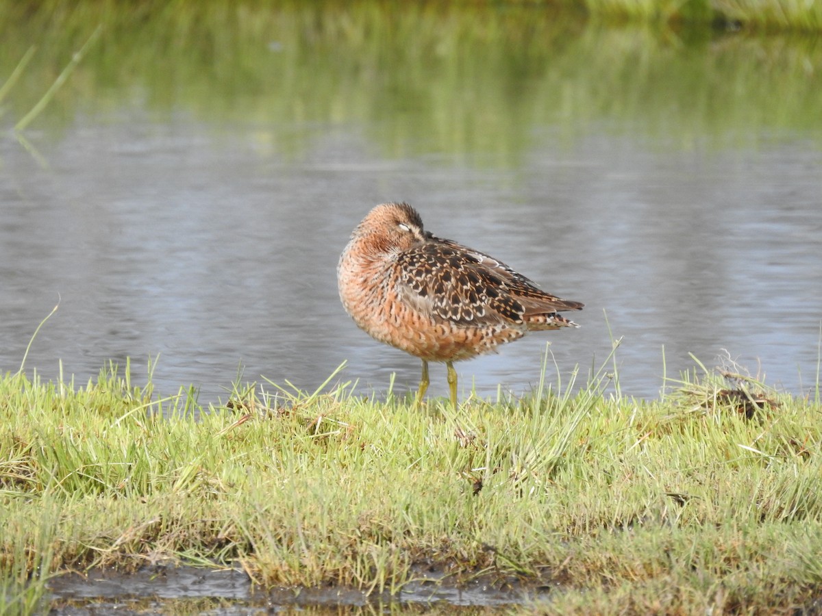Long-billed Dowitcher - ML621092395