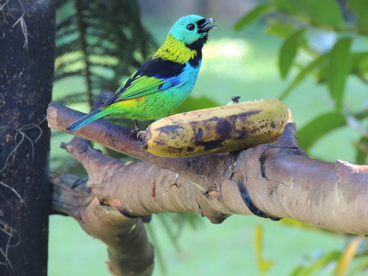 Green-headed Tanager - ML621092443