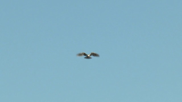 Black-shouldered Kite - ML621092451