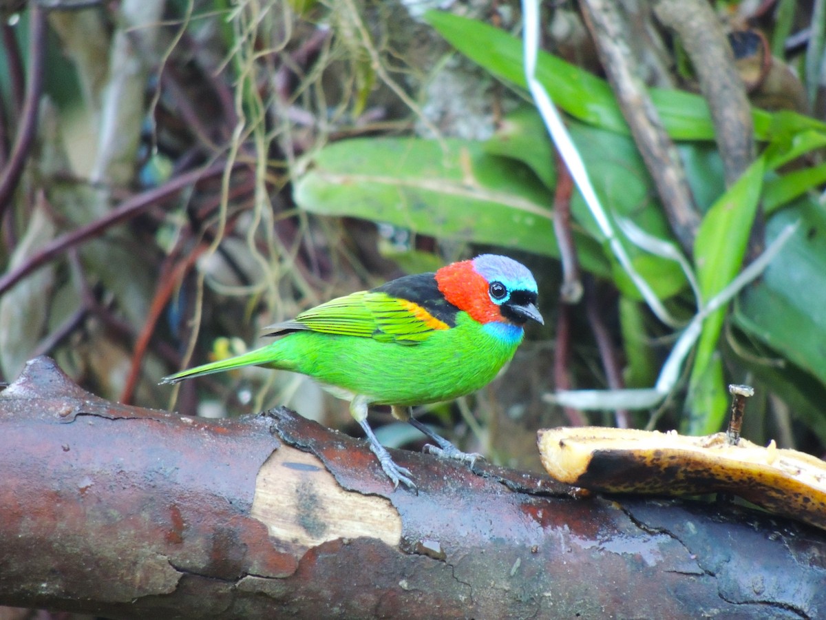 Red-necked Tanager - ML621092453