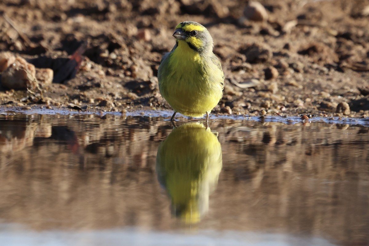 Yellow-fronted Canary - ML621092471