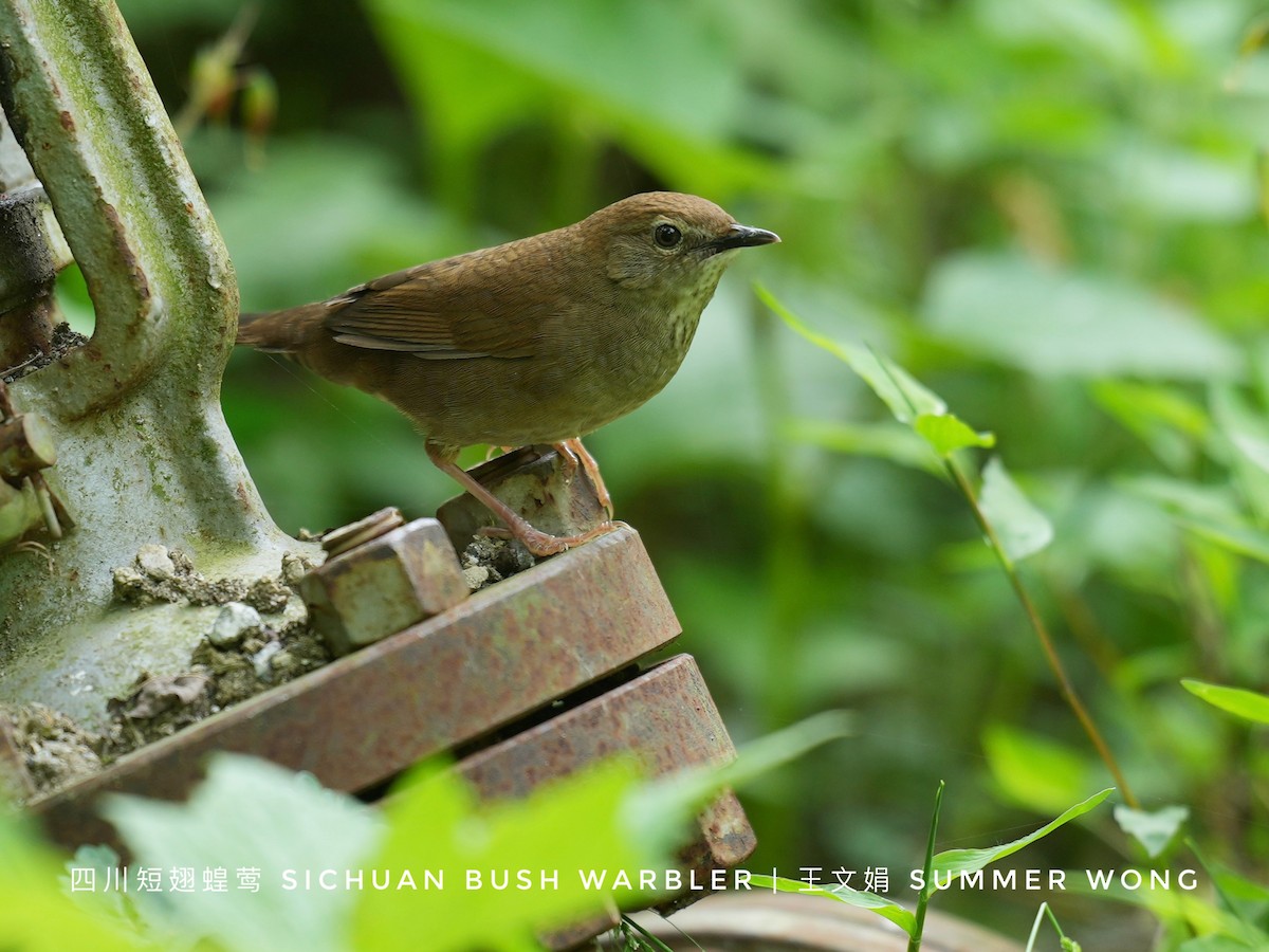 Sichuan Bush Warbler - ML621092475