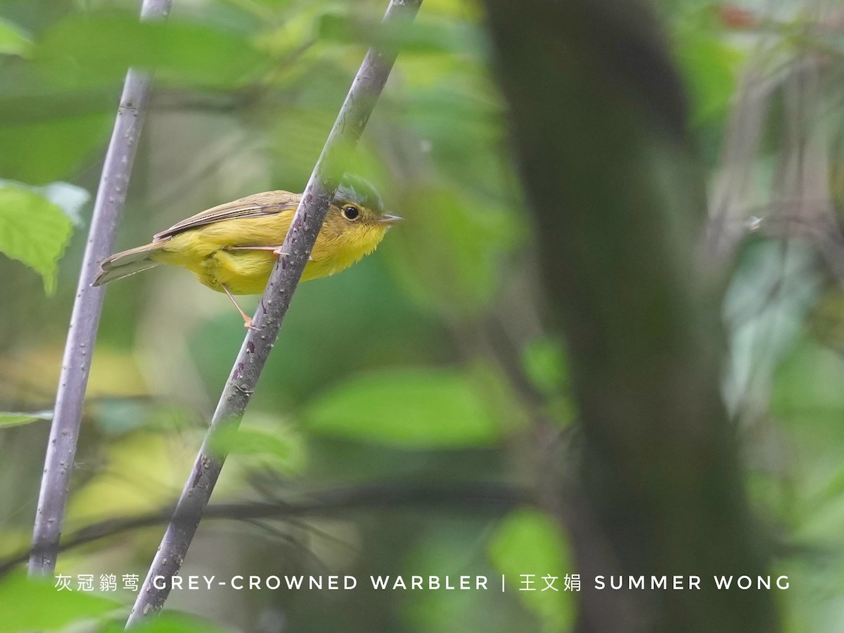 Gray-crowned Warbler - ML621092481