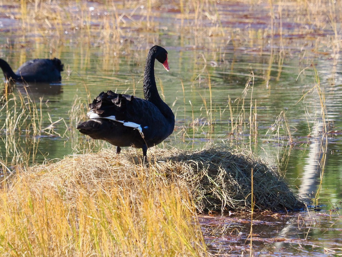 Black Swan - ML621092494
