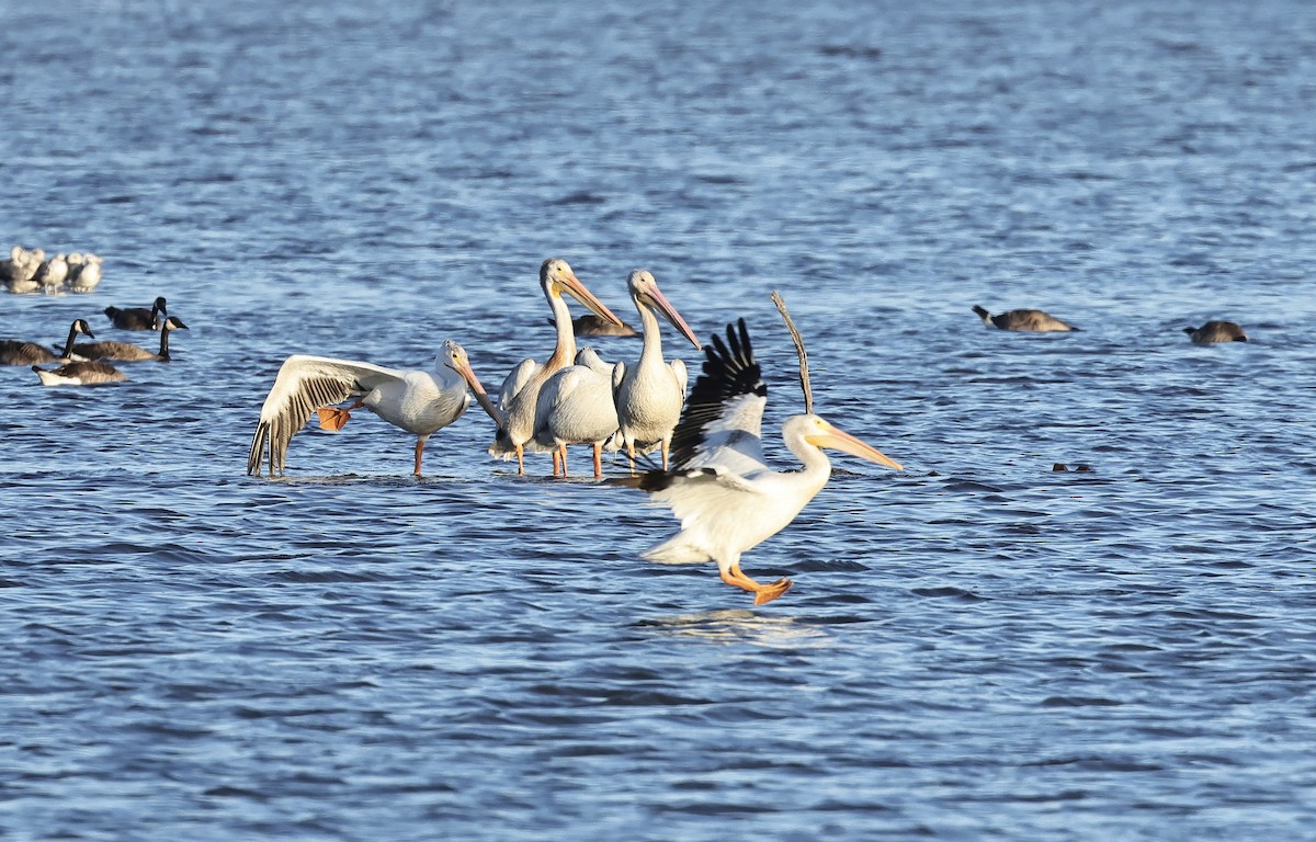pelikán severoamerický - ML621092514