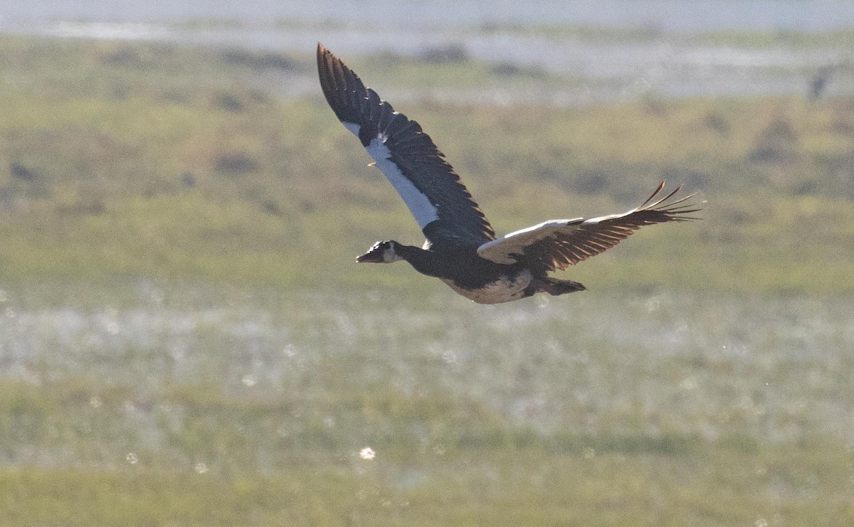 Spur-winged Goose - ML621092539