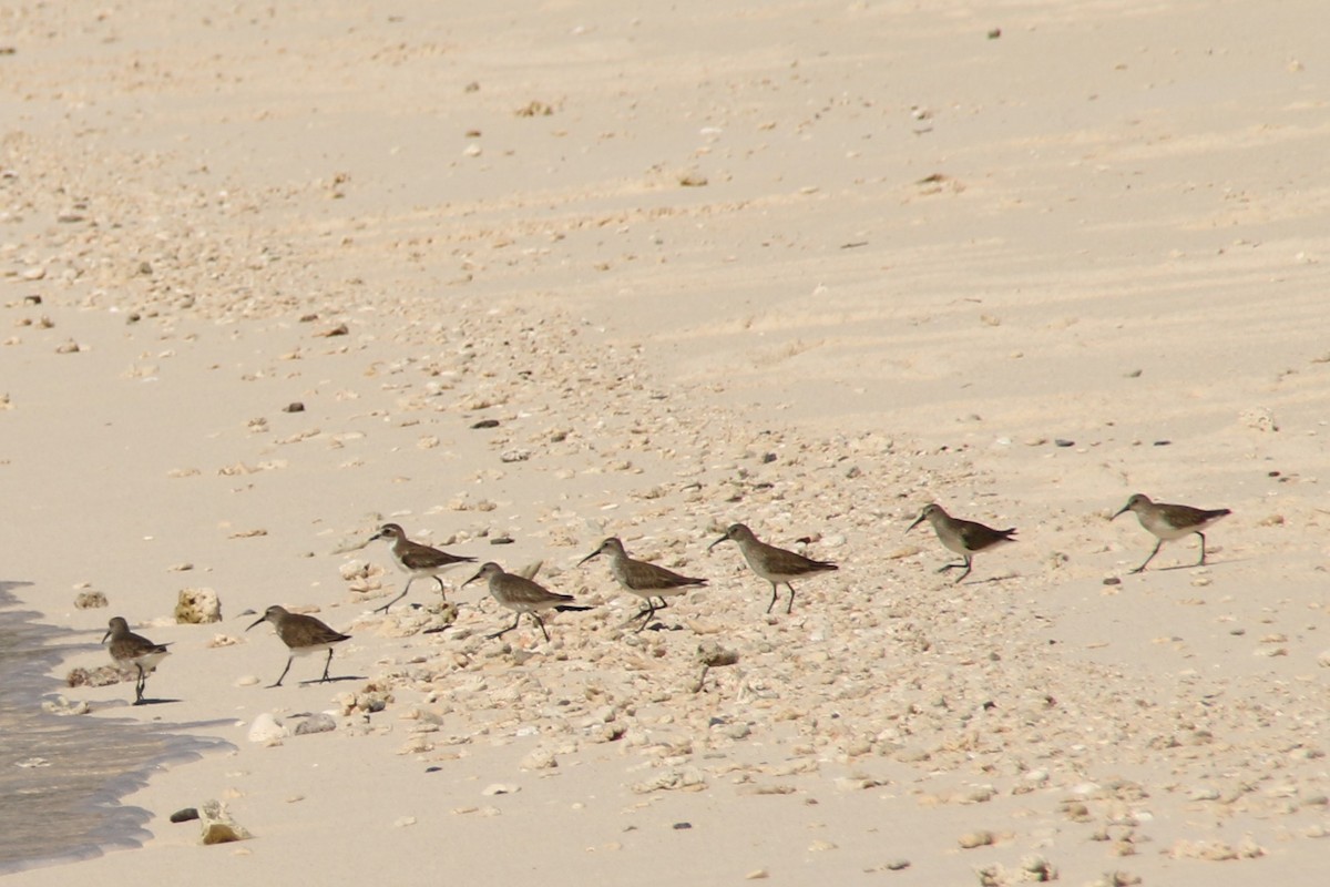 tundrasnipe - ML621092564