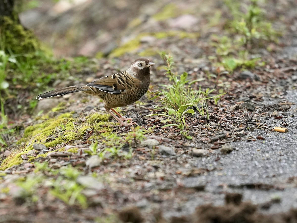 Barred Laughingthrush - ML621092570