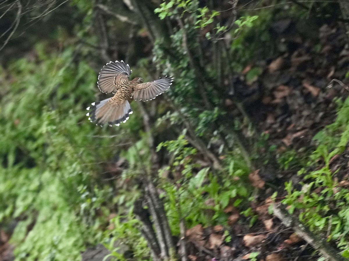 Barred Laughingthrush - ML621092571