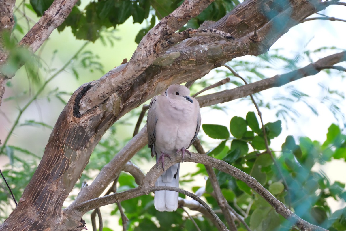 African Collared-Dove - ML621092575