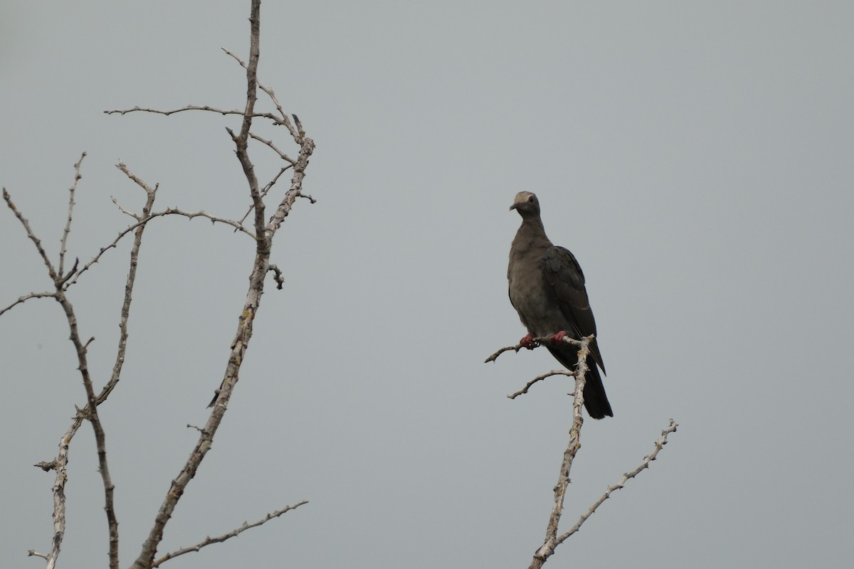 White-crowned Pigeon - ML621092587