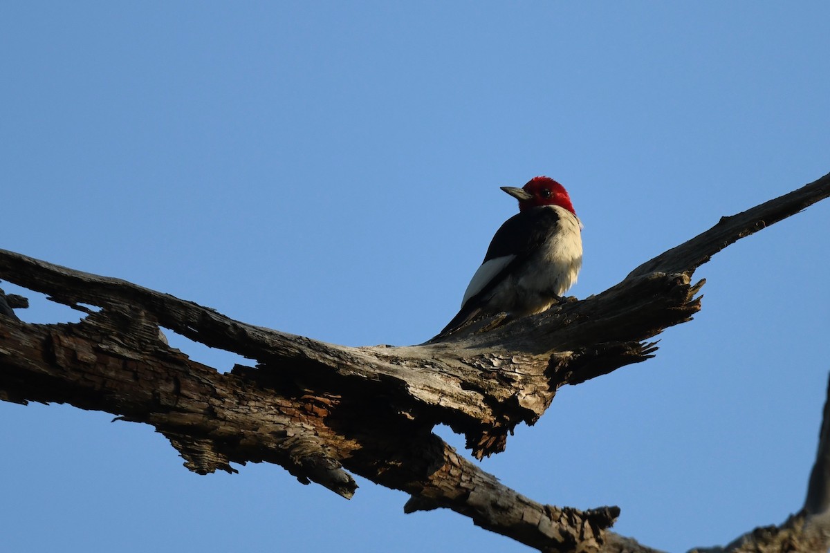 Red-headed Woodpecker - ML621092675