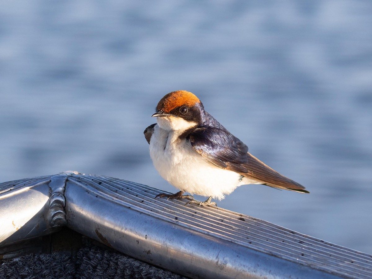 Wire-tailed Swallow - ML621092676