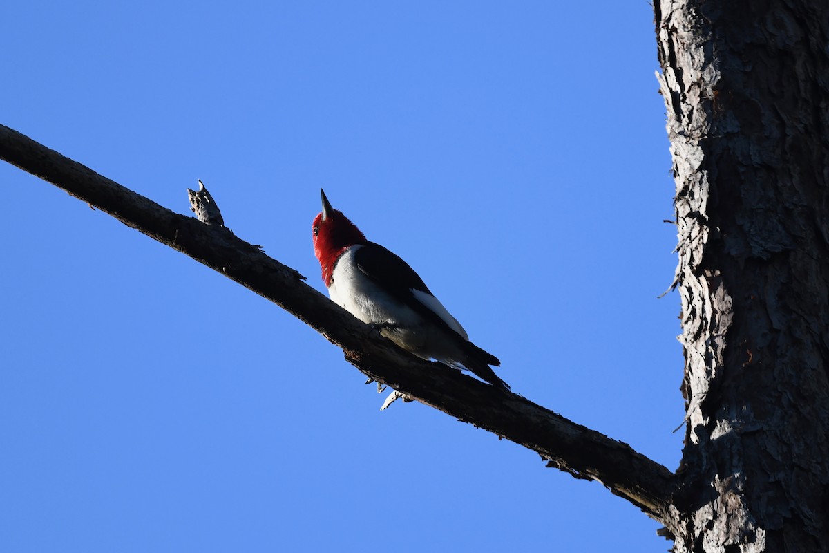 Red-headed Woodpecker - joe demko