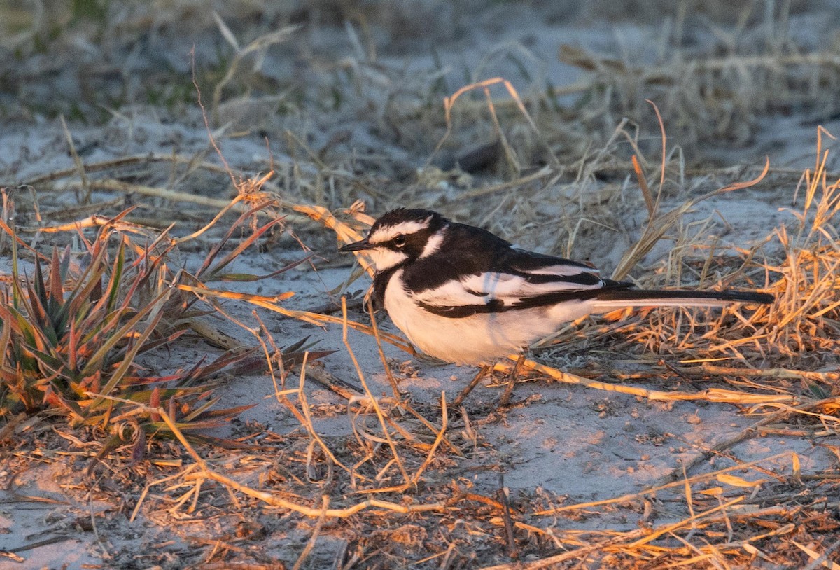 African Pied Wagtail - ML621092682