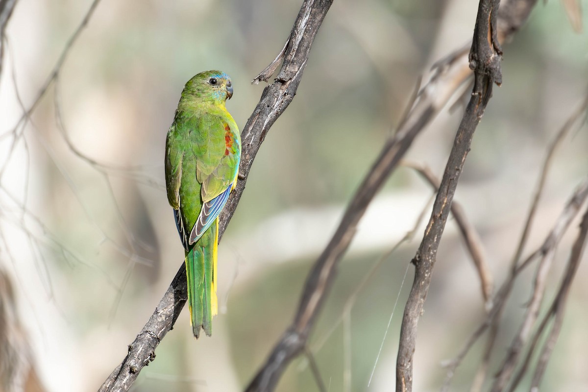 Turquoise Parrot - ML621092702