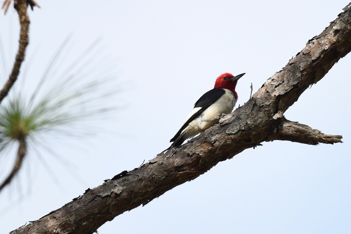 Red-headed Woodpecker - ML621092703
