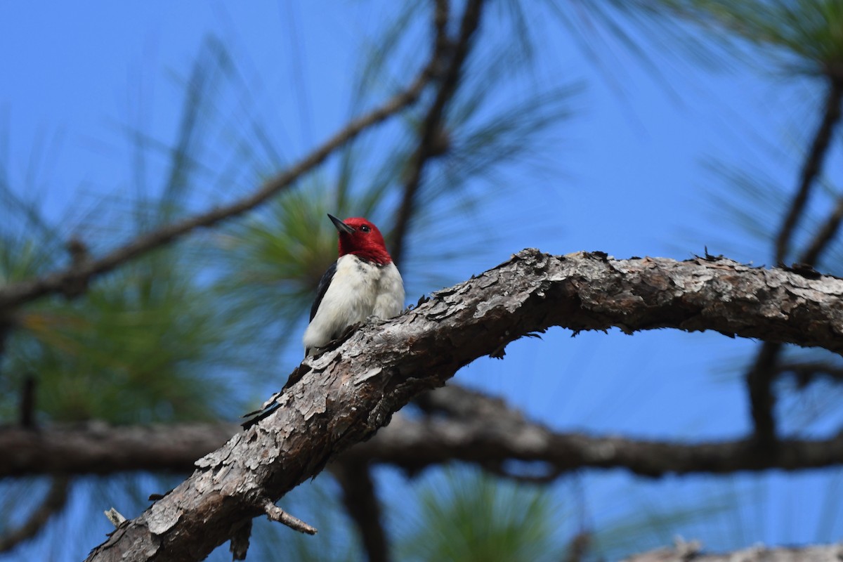 Red-headed Woodpecker - ML621092704
