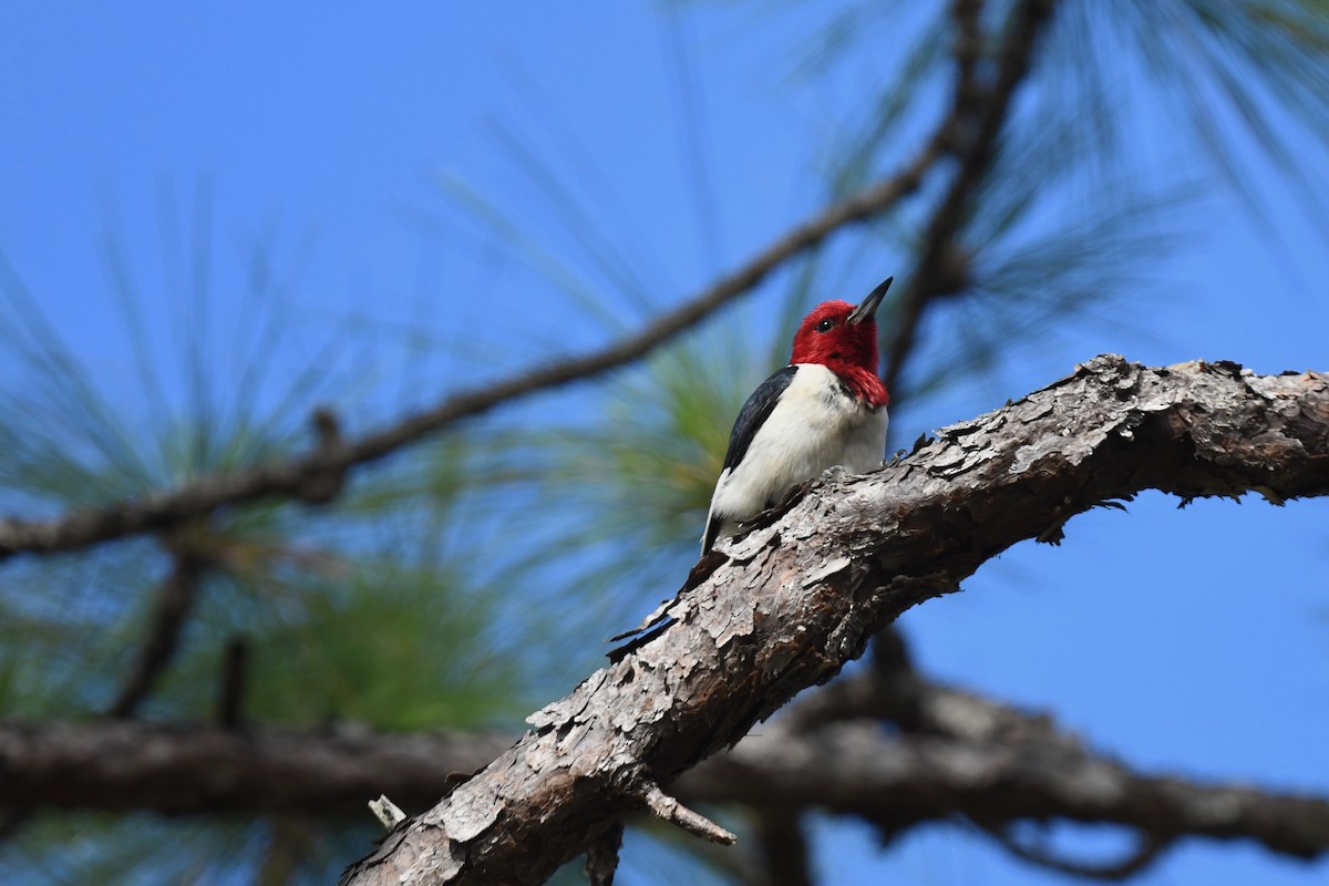 Red-headed Woodpecker - ML621092705