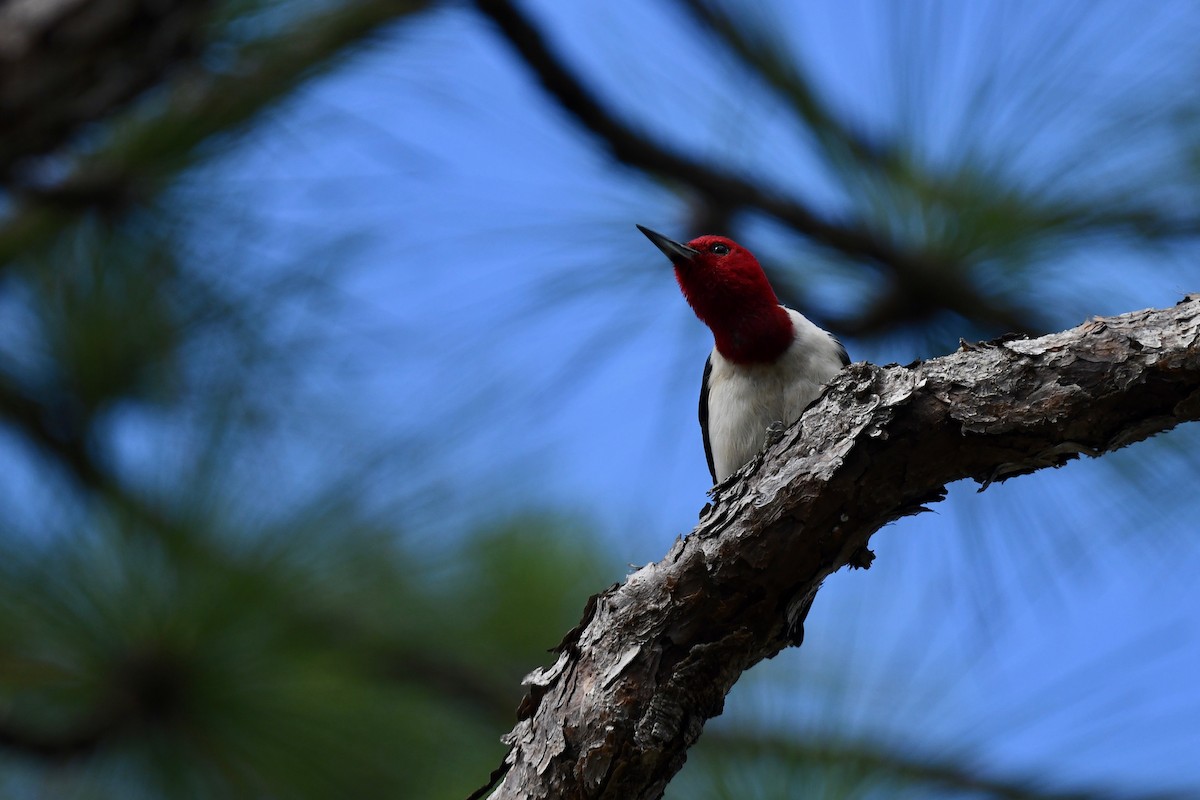 Red-headed Woodpecker - ML621092707