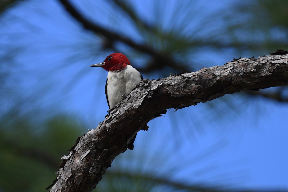 Red-headed Woodpecker - ML621092713