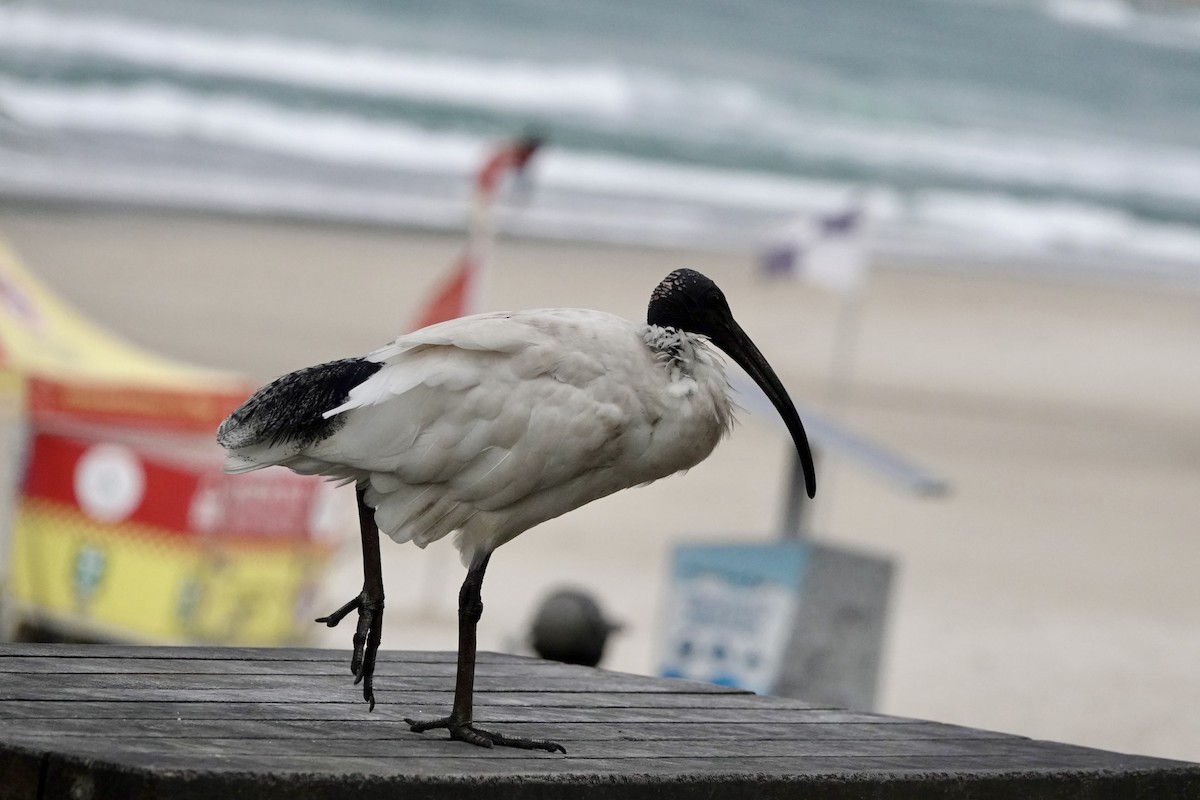 ibis australský - ML621092723