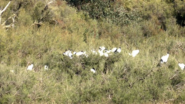 Australian Ibis - ML621092728