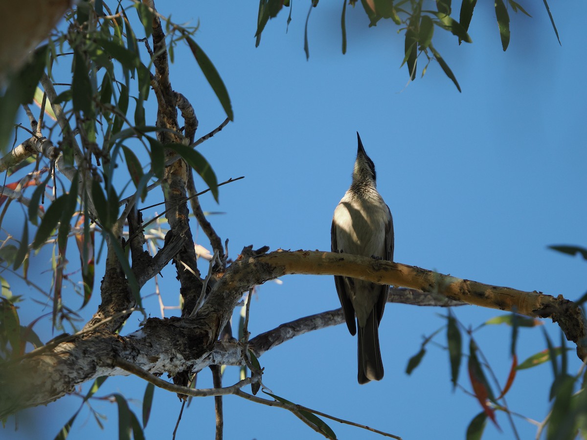 Silver-crowned Friarbird - ML621092730
